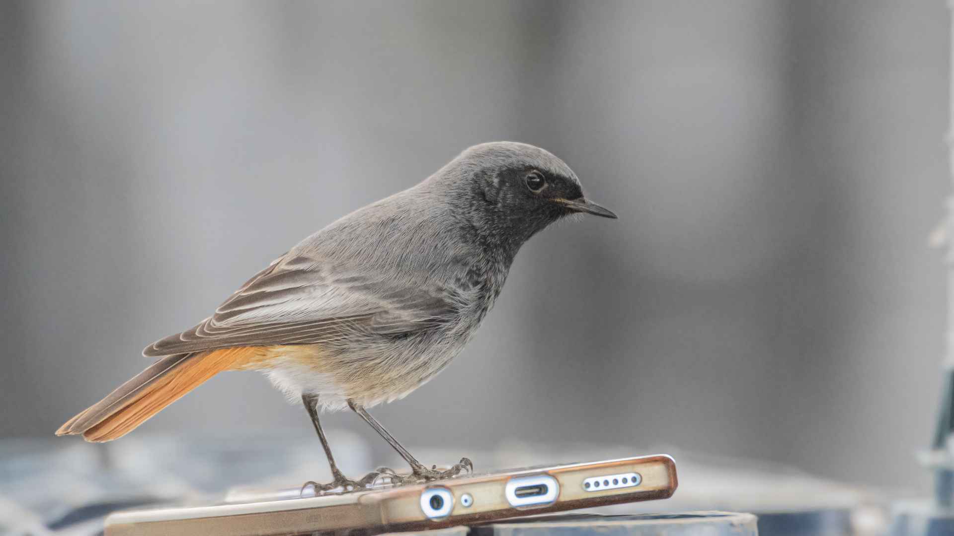 Black Redstart